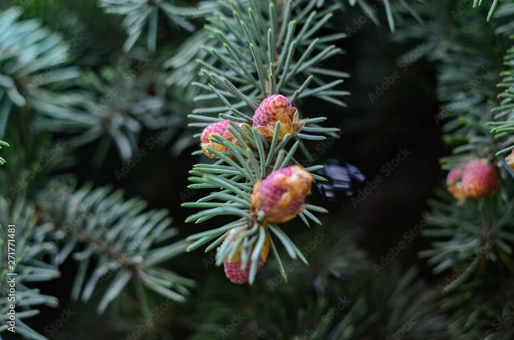 branch of christmas tree branch of christmas tree