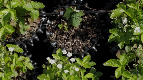 Close up view of strowberry plants in air-pots with watering system. Beatiful green backgrounds. photo