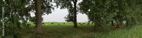 Cows in meadow Flevopolder netherlands. Panorama