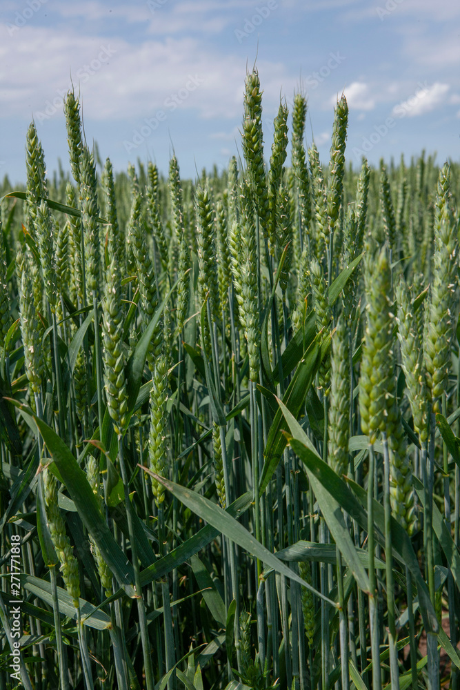 Wheat. Barley.