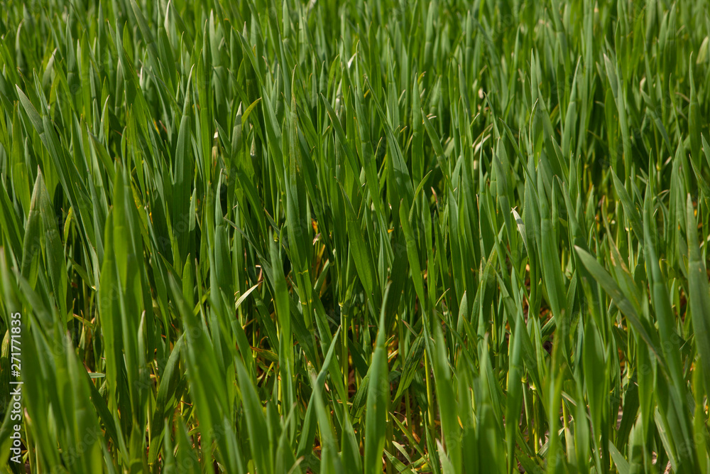 Winter barley. Wheat. Growing. Grass Winter barley. Wheat. Growing. Grass