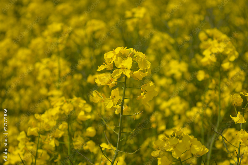 Rapeseed brassica, also know as rape, oilseed rape or canola, in flower, close up Rapeseed brassica, also know as rape, oilseed rape or canola, in flower, close up
