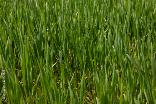Winter barley. Wheat. Growing. Grass
