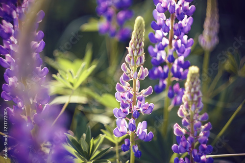 Beautiful purple fragrant lupine flowers bloom in a flower bed  illuminated by sunlight on a summer day.