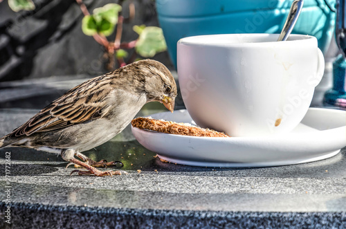 Sparrow eating a bisquit from the saucer under a coofee cup photo