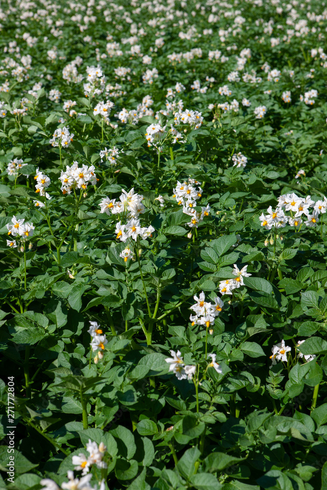 Field of Potatoes. Flowering potatoes. Agriculture