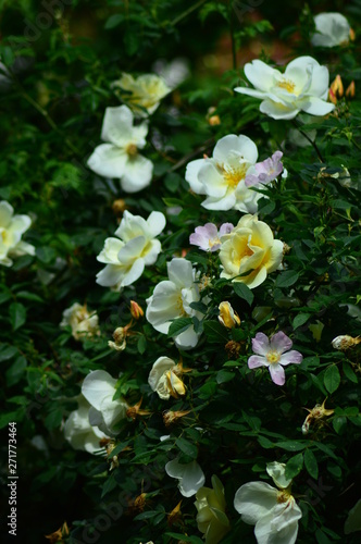 flowers in the garden