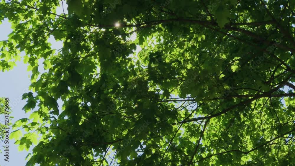Walking through summer forest. Trees crowns and sun rays. UHD 4K. Walking through summer forest. Trees crowns and sun rays. UHD 4K.