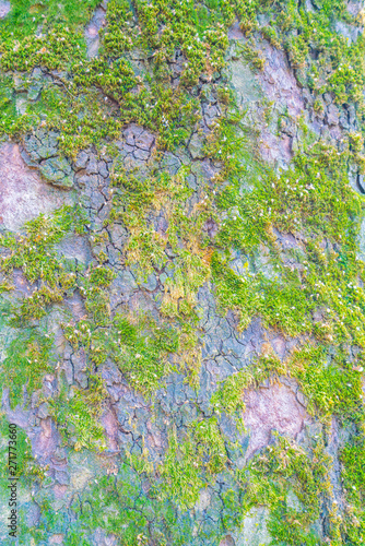 Wood textured with green moss .