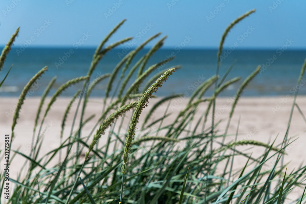 Green grass on Baltic sea beach near Liepaja, Latvia. Green grass on Baltic sea beach near Liepaja, Latvia.