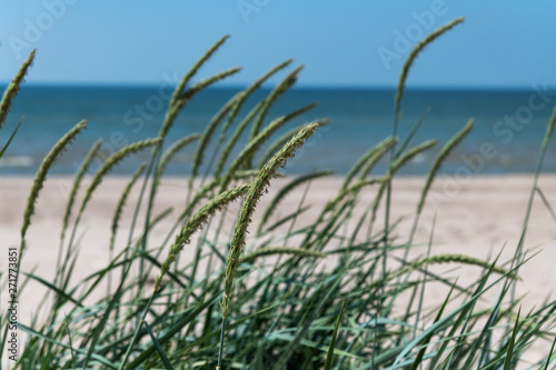 Green grass on Baltic sea beach near Liepaja  Latvia.
