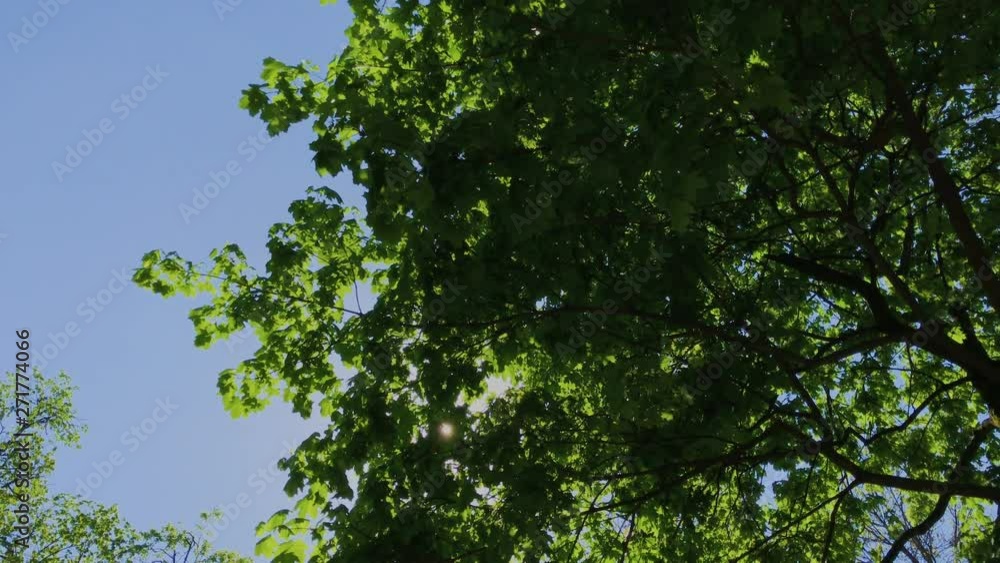 Walking through summer forest. Trees crowns and sun rays. UHD 4K. Walking through summer forest. Trees crowns and sun rays. UHD 4K.
