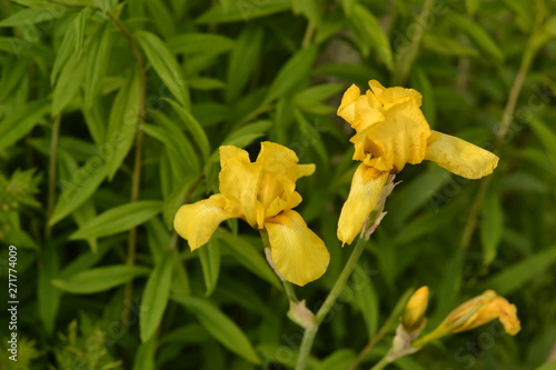 Bright bright yellow iris on a background of green leaves
