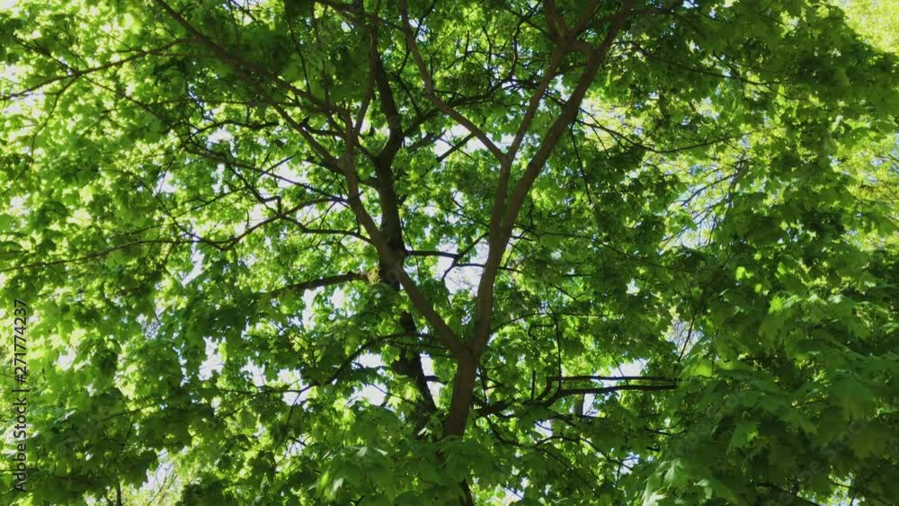 Walking through summer forest. Trees crowns and sun rays. UHD 4K. Walking through summer forest. Trees crowns and sun rays. UHD 4K.