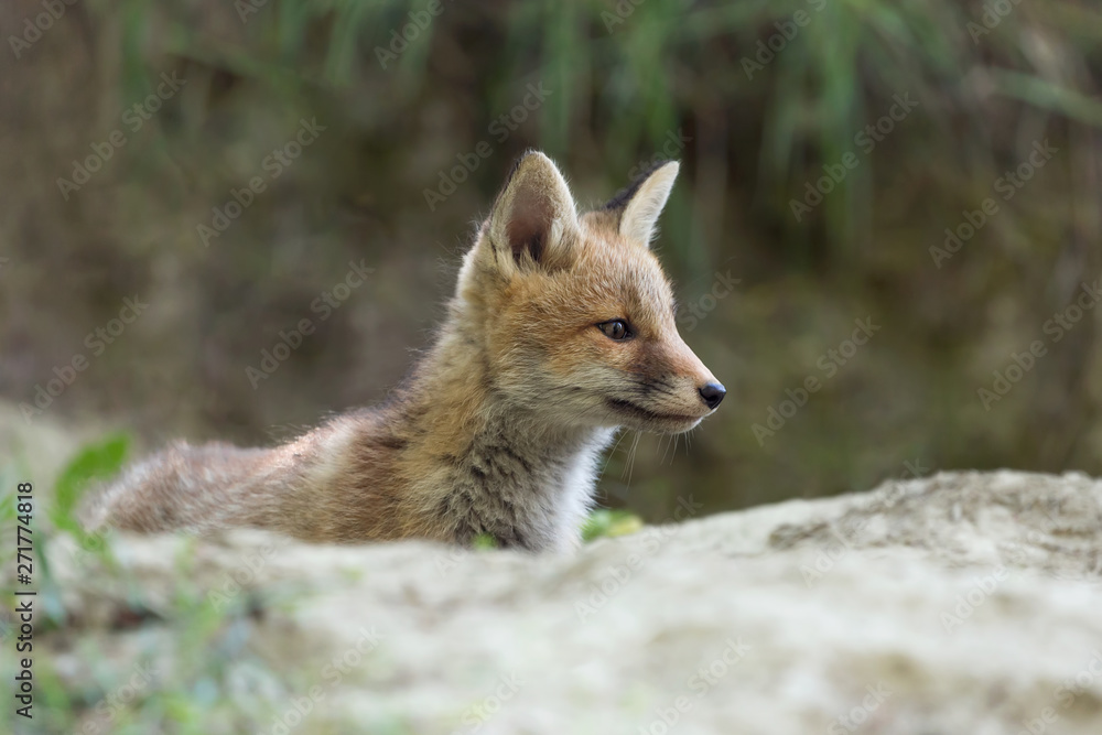 Red fox in Alps mountains (Vulpes vulpes) Red fox in Alps mountains (Vulpes vulpes)