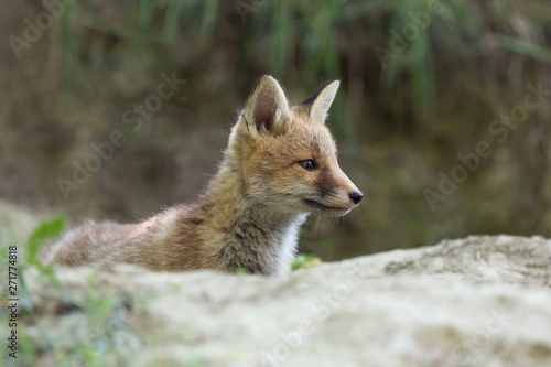Red fox in Alps mountains (Vulpes vulpes)