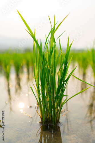 Rice seedlings in the field 