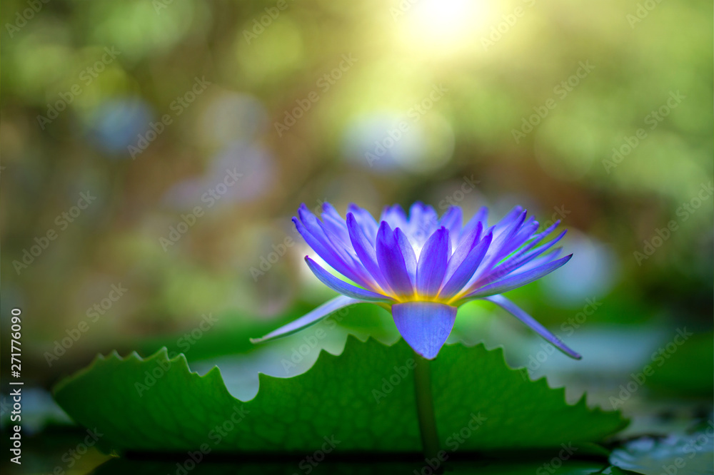 Violet thai water lily or lotus flower
