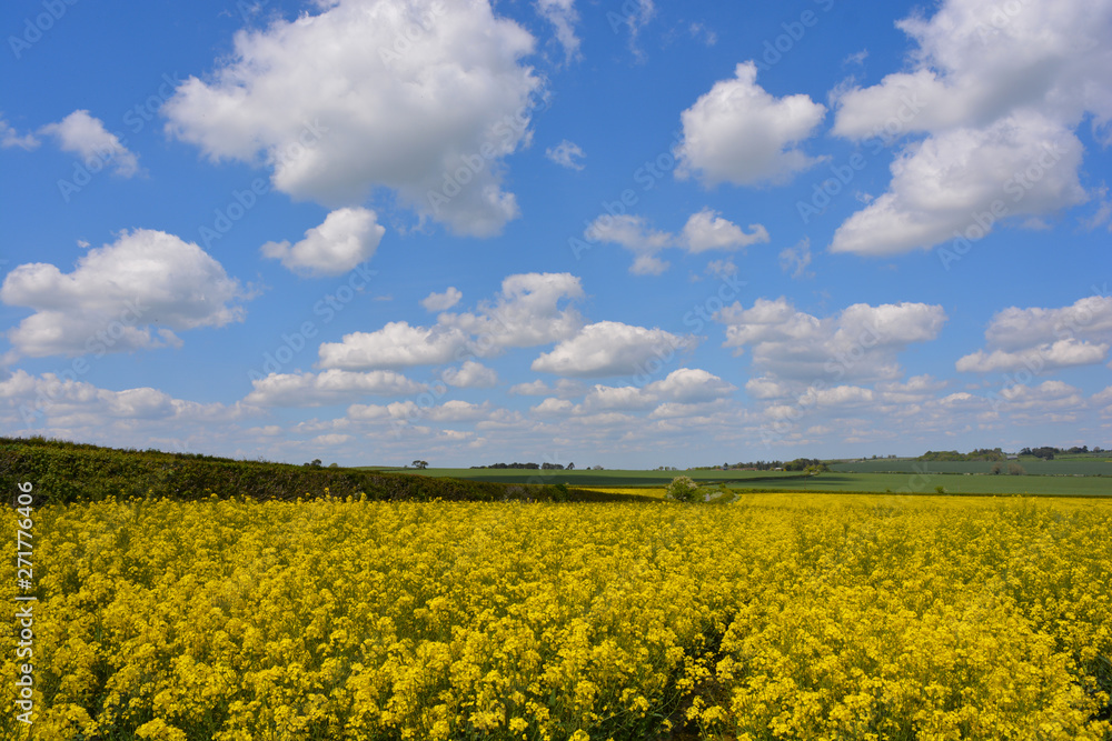 English landscape in late Spring with a field of oilseed rape in flower