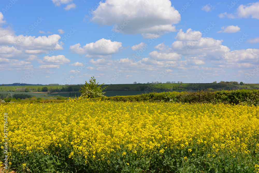 Field of oilseed rape in flower, Dorset, UK