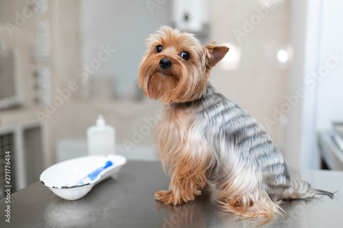 Foto Professional veterinary doctor vaccinates a small dog breed Yorkshire Terrier