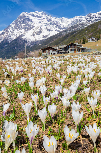 Flowering of Crocus Nivea, Valmalenco, Valtellina, Lombardy photo