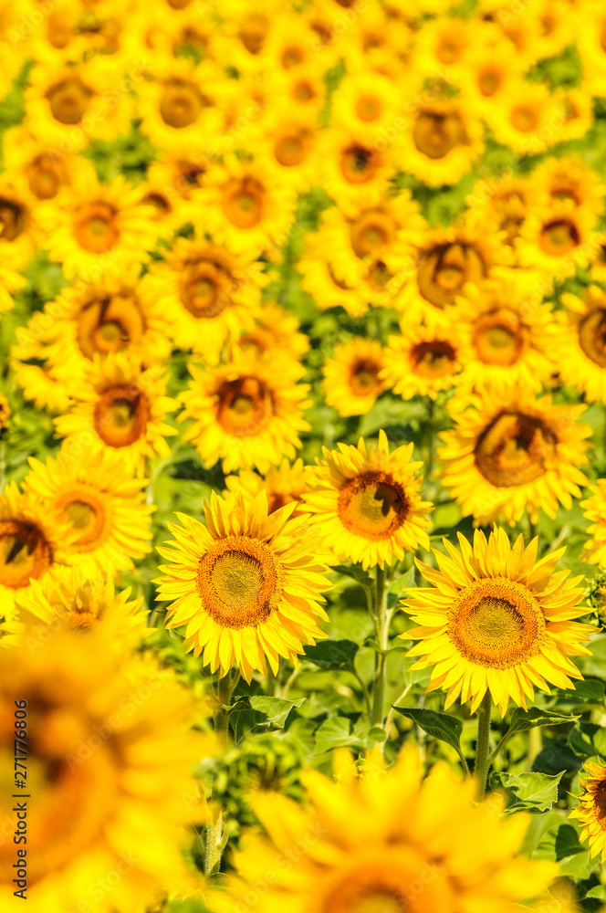 Sunflower field, Provence, France, shallow focus Sunflower field, Provence, France, shallow focus