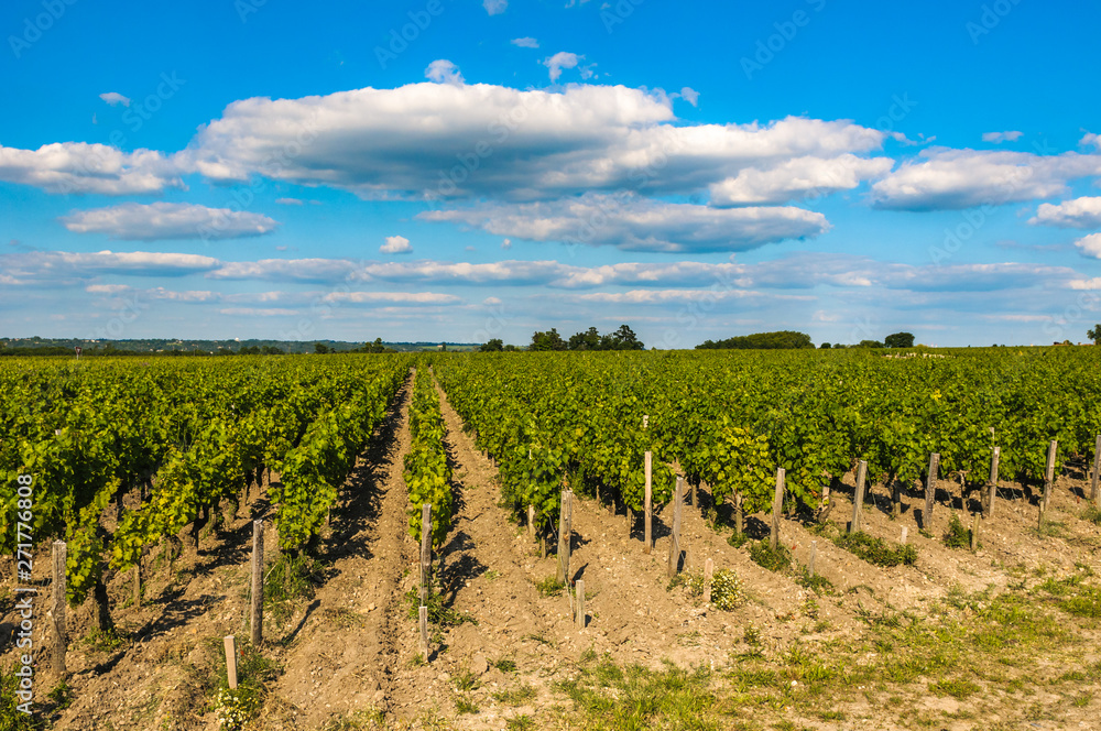 Vineyards of Saint Emilion, Bordeaux, France