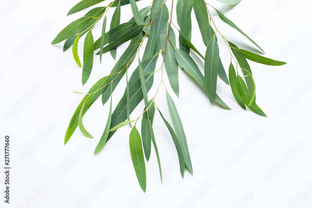 Fototapeta premium Gałęzie eukaliptusa na białym tle.