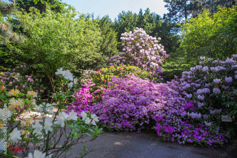 Rhododendron plants in bloom with flowers of different colors. Azalea bushes in the park with different flower colors. Rhododendron flower pattern.