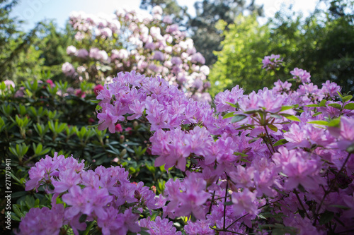 Rhododendron ledicanense in botanical garden