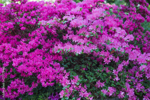  Hinodegiri  Rhododendron plants in bloom with flowers of different colors. Azalea bushes in the park