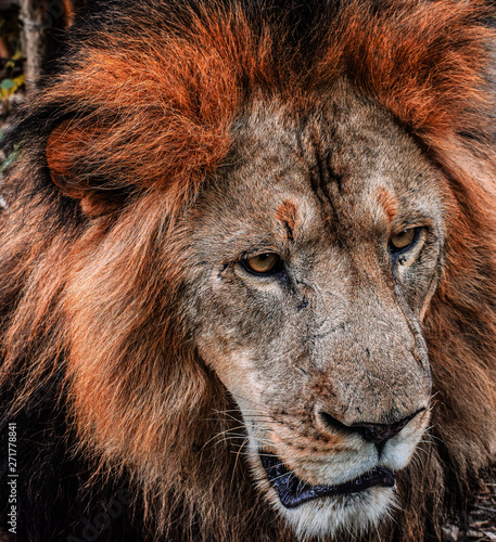 Fototapeta Naklejka Na Ścianę i Meble -  portrait of a lion