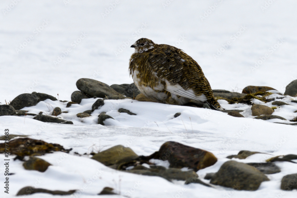Lagopède alpin, femelle, .Lagopus muta, Rock Ptarmigan Lagopède alpin, femelle, .Lagopus muta, Rock Ptarmigan