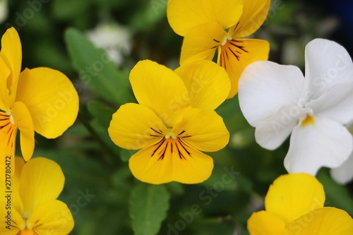 close up of colorful pansys in the garden © Bianca