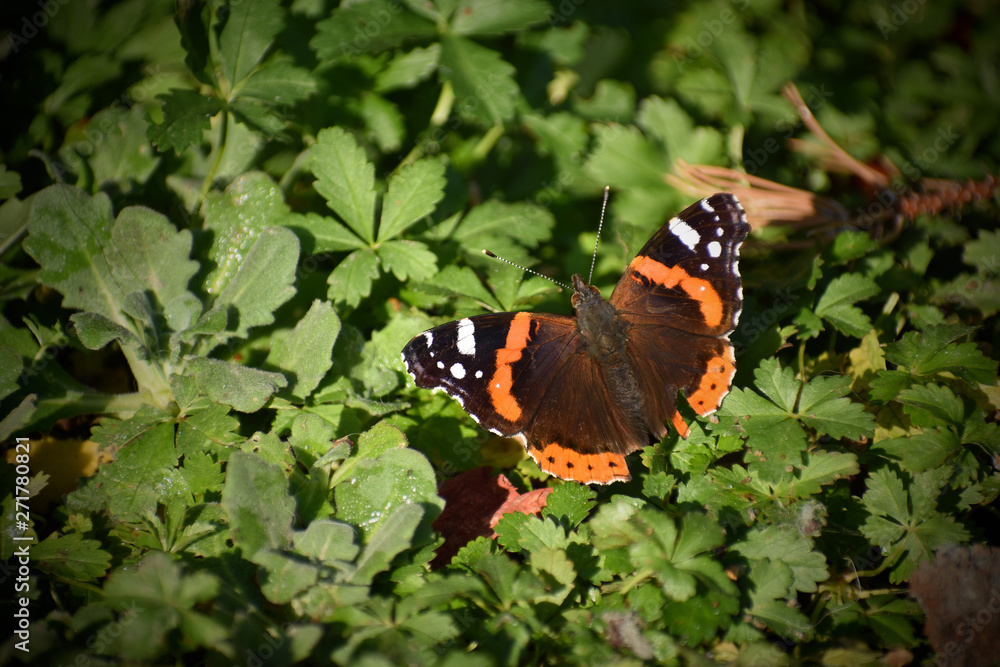 Vutterfly in the garden - Vanessa Atalanta Vutterfly in the garden - Vanessa Atalanta