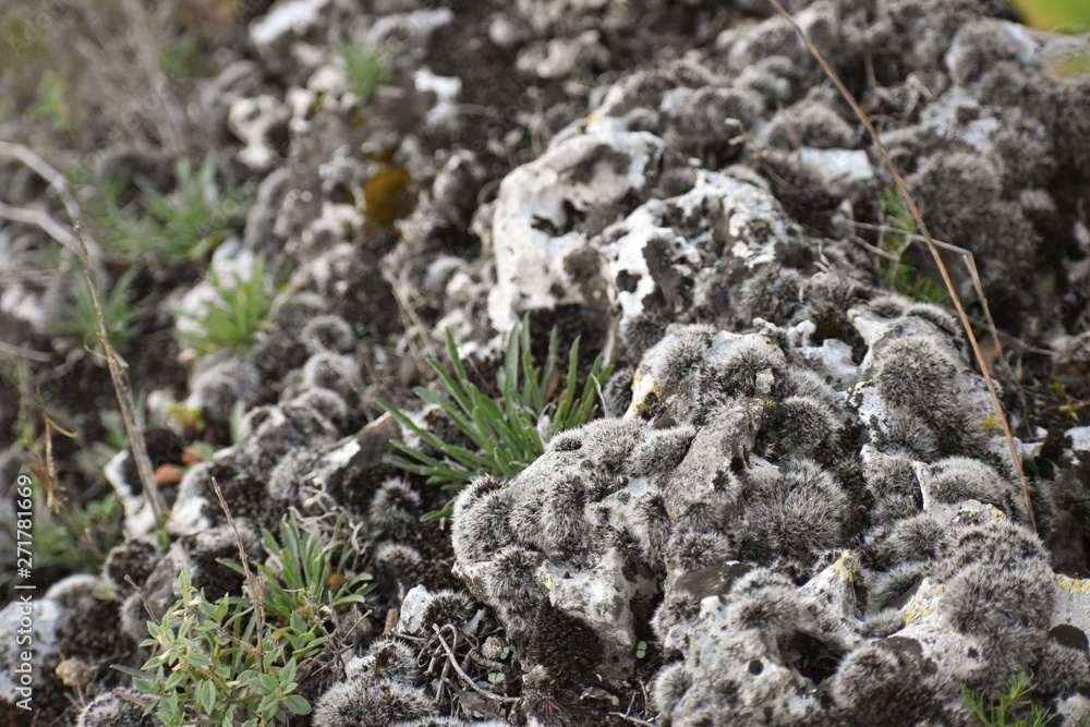 Obraz premium Fury rocks - A coat for winter