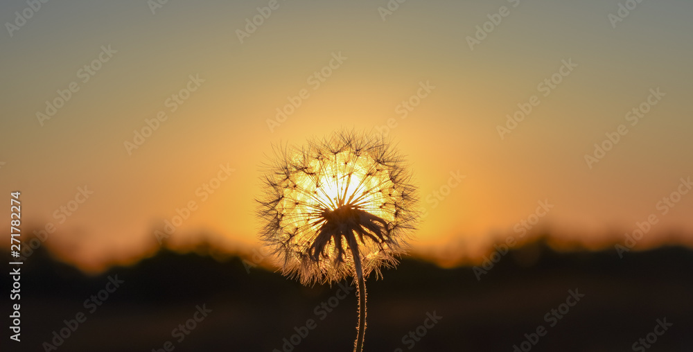 dandelion on sunset background of sky
