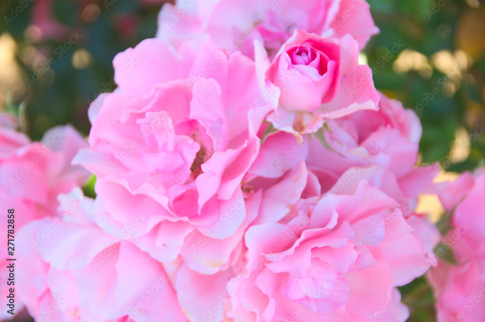 Fototapeta premium Pink in the garden petals beautiful