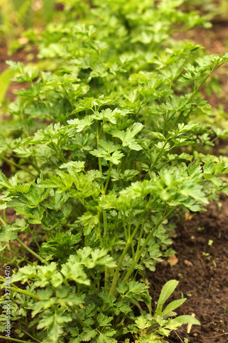 Parsley in the garden. Parsley close up