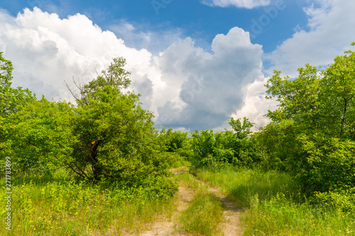 rut road in green forest