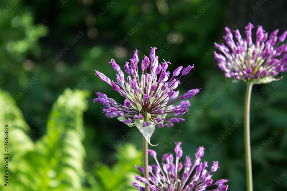 Fototapeta premium Alium Summer floral background with space for text.