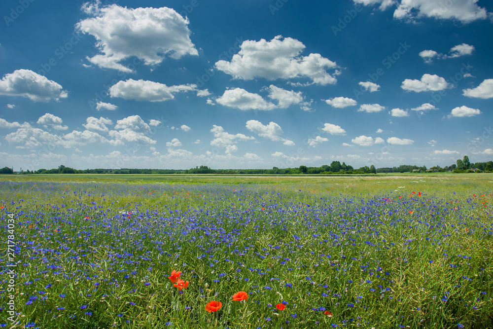 Blue cornflowers growing in a green field of rapeseed, horizon and white clouds on a sky