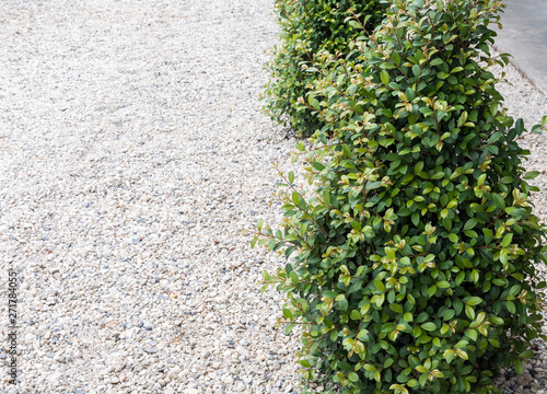 White scree field with the shrub.