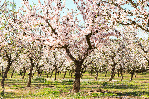 blooming peach trees in spring