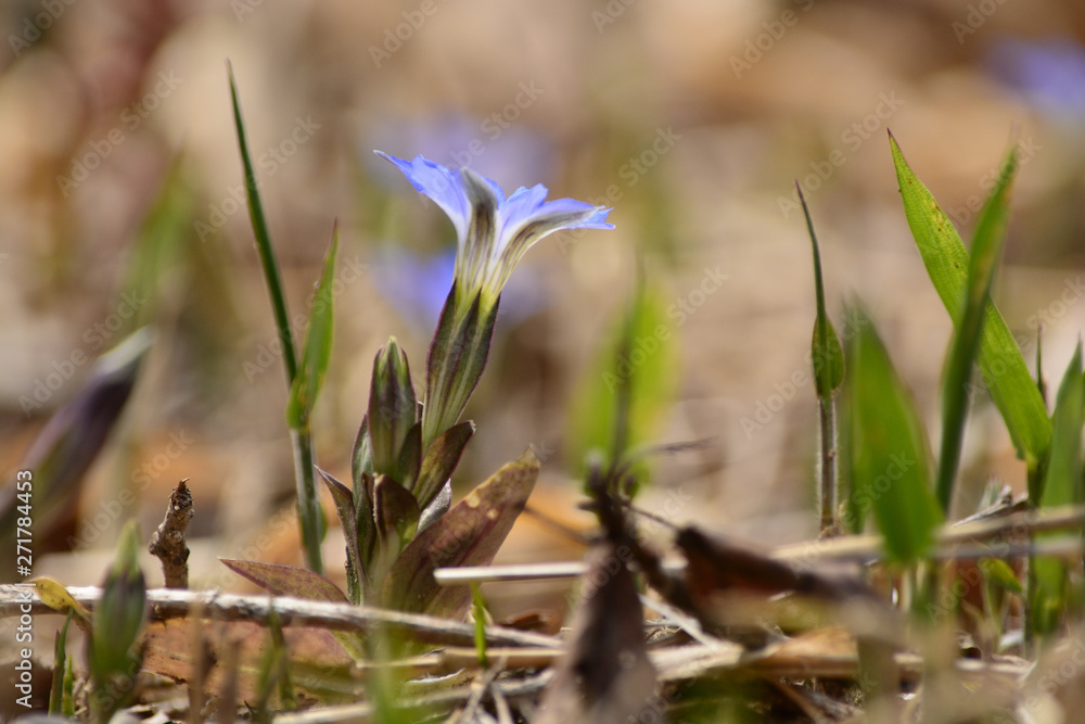 Bright blue gentian flowers in a meadow. Bright blue gentian flowers in a meadow.