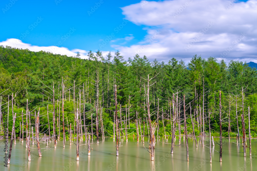 Blue pond (Aoiike) with reflection of tree in summer, located near Shirogane Onsen in Biei Town, Hokkaido, Japan Blue pond (Aoiike) with reflection of tree in summer, located near Shirogane Onsen in Biei Town, Hokkaido, Japan