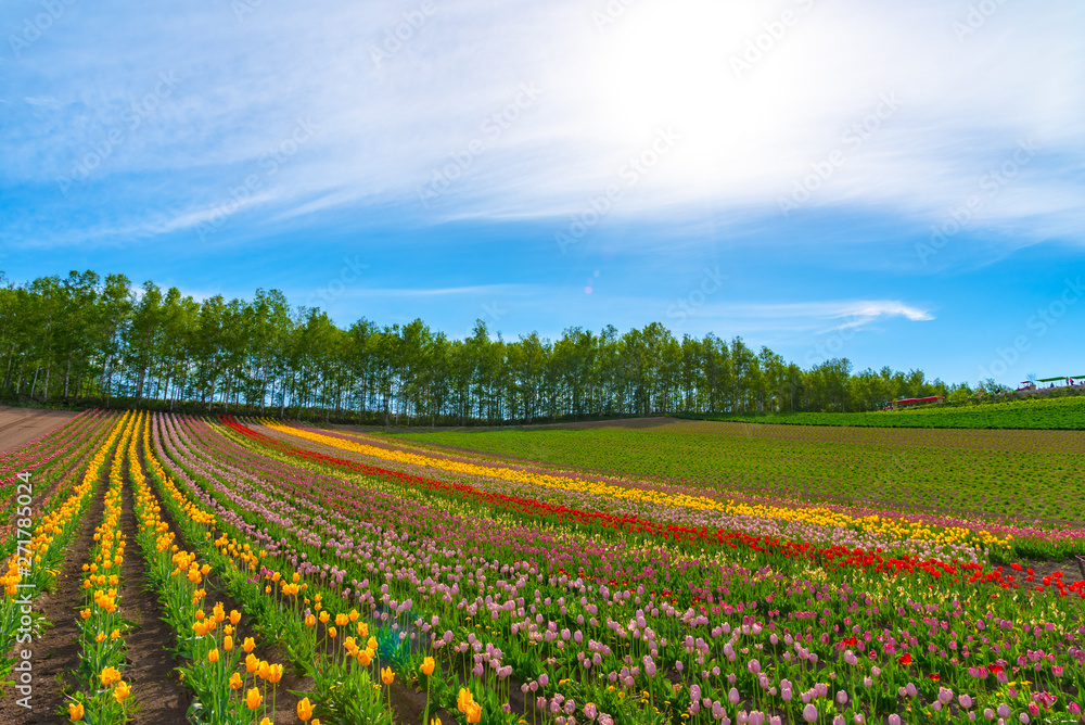 Vivid flowers streak pattern attracts visitors. Panoramic colorful flower field in Shikisai-no-oka,  a very popular spot for sightseeing in Biei Town, Hokkaido, Japan