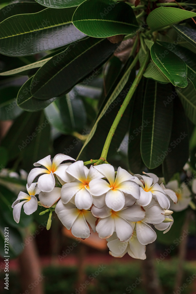 Fototapeta premium Plumeria blossom (Frangipani, Temple Tree, Graveyard Tree) on the tree in garden.