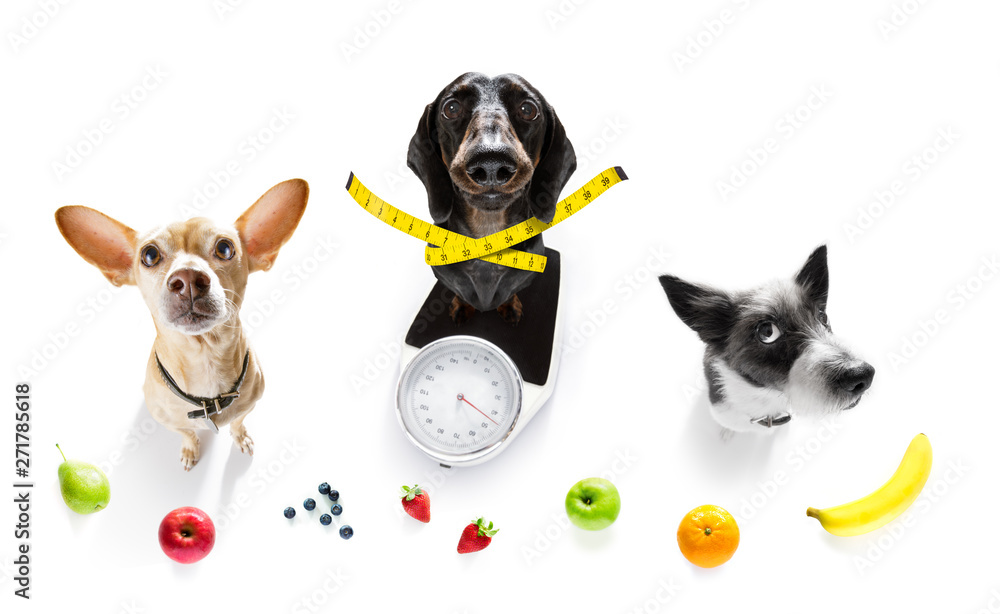 dog on scale , with overweight and fruit